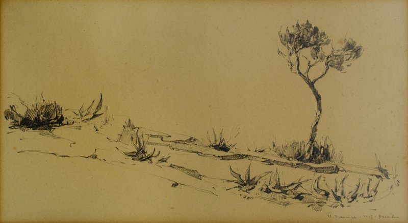 1927 - Albero e agavi a Procida